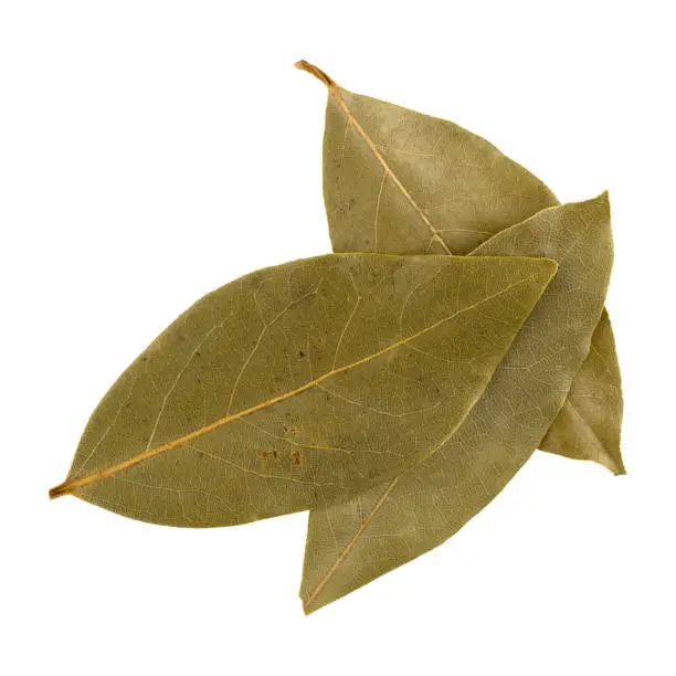 Bay Leaf