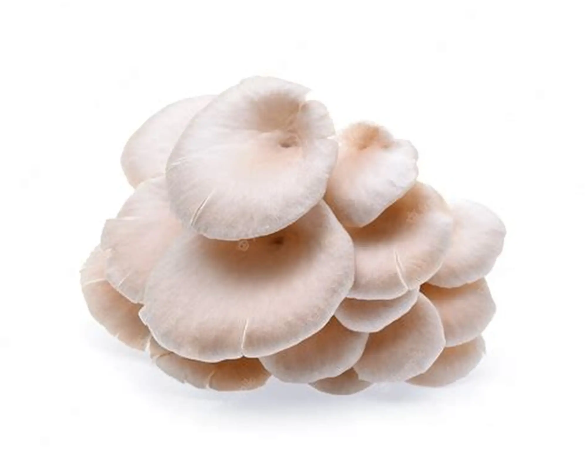 Oyster Mushroom