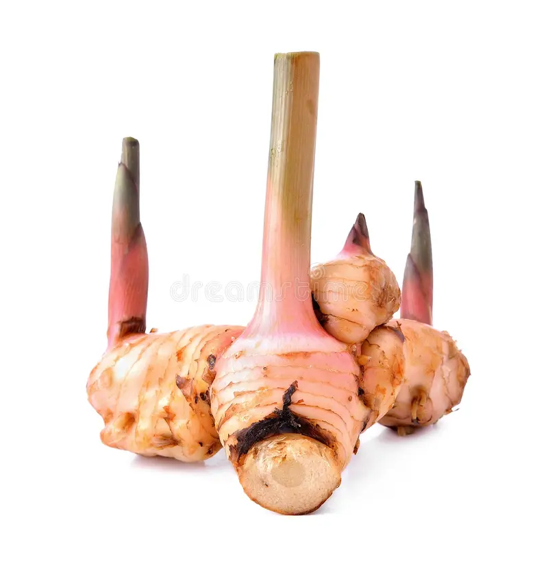 Galangal Herb (Thai Ginger)