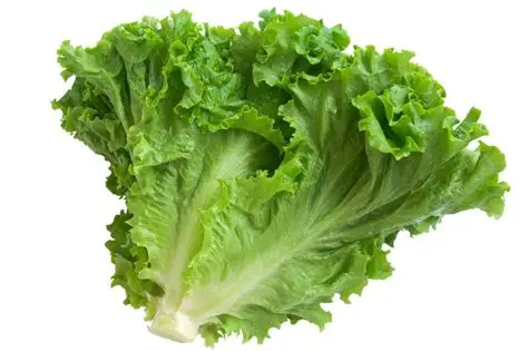 Romaine Lettuce